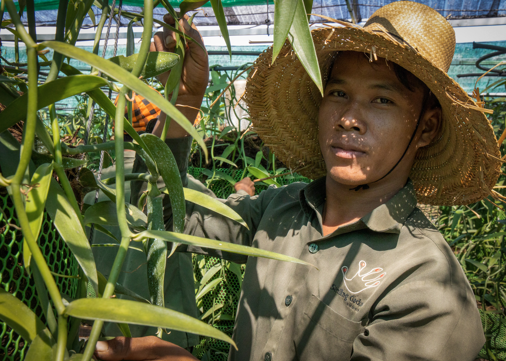 Experimentelle-Landwirtschaft-–-Vanilla-1.jpg